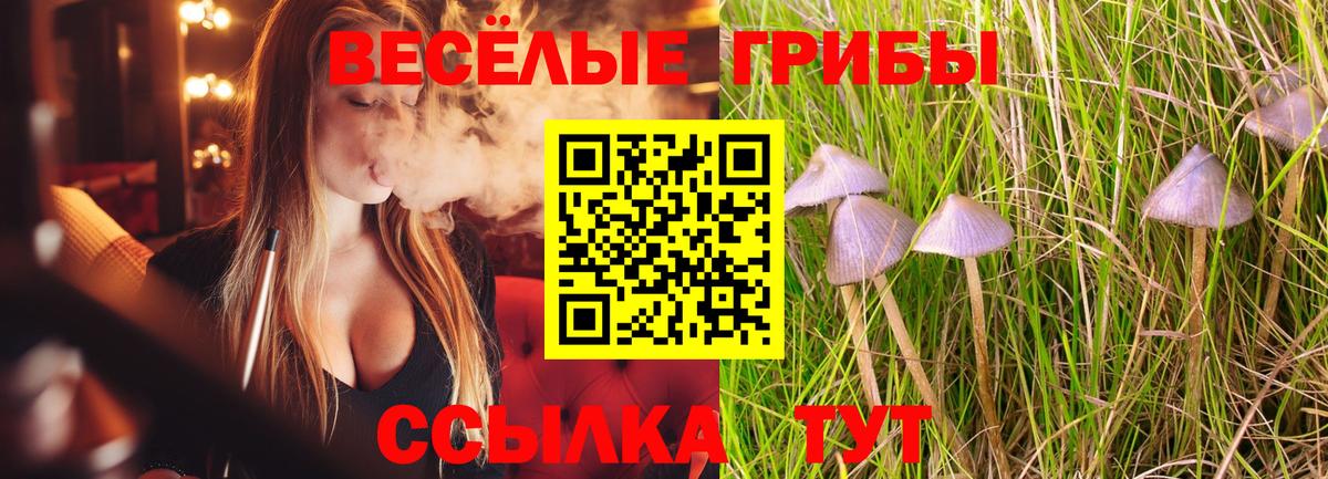 Черемхово  Псилоцибиновые грибы Psilocybine cubensis  Вход с VPN 